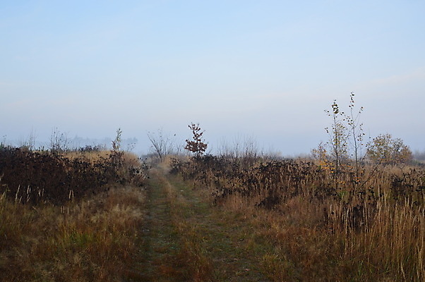 포토 JPG 해외이미지 나무 계절 실루엣 여행 백그라운드 자연 하늘 아침 산 풍경 사람없음 야외 목재 여름 마을 봄 산책 안개 시골 숲 언덕 해외202004 해외포토 주간 식물 재료 날씨 휴식 촬영기법 생태계 파일형식 이미지허브