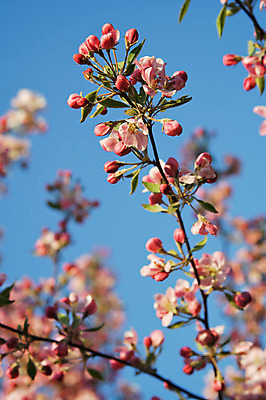 포토 JPG 해외이미지 나무 식물 계절 꽃잎 꽃 분홍색 백그라운드 잎 농업 자연 하늘 새로움 사람없음 야외 초록색 파란색 컬러풀 환경 정원 맑음 보라색 봄 젖음 벚꽃 나뭇가지 시골 신선 개화 우아함 사과 순수 원예 강렬 해외202004 해외포토 산업 컬러 컨셉 과일 날씨 취미 생태계 파일형식 이미지허브