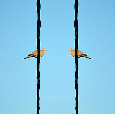 포토 JPG 해외이미지 동물 척추동물 야생동물 날개 통신 아프리카 자연 조류 하늘 사람없음 야외 파란색 컬러풀 검은색 가축 흰색 작음 토론 깃털 비둘기 철사 열대기후 해외202004 해외포토 나라 컬러 크기 생태계 파일형식 이미지허브