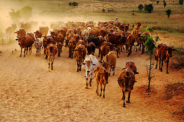 포토 JPG 해외이미지 동물 남자 아시아 농업 모션 자연 산 사람 동양인 사람없음 야외 초록색 농장 노란색 마을 가축 놀람 시골 그룹 소 군중 농부 저녁 방목 황소 베트남 먼지 장면 내추럴 송아지 해외202004 해외포토 직업 감정 나라 산업 새끼 컬러 포유류 표정 인종 동남아시아 축산업 야간 생태계 파일형식 이미지허브