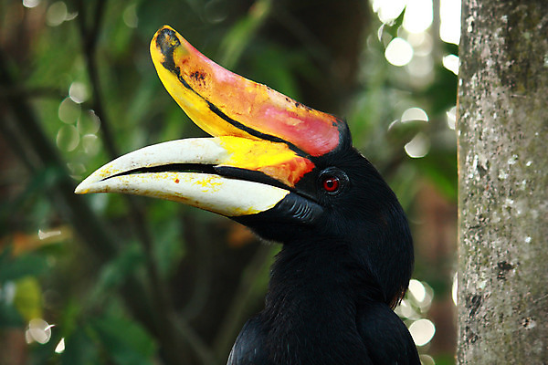 포토 JPG 해외이미지 나무 동물 야생동물 자연 조류 뿔 동물원 사람없음 빨간색 컬러풀 노란색 머리 검은색 숲 큼 깃털 싱글 부리 코뿔소 내추럴 강렬 해외202004 해외포토 식물 컬러 포유류 신체부위 크기 생태계 파일형식 이미지허브
