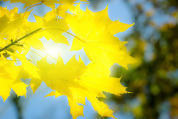 포토 JPG 해외이미지 나무 식물 백그라운드 단풍 잎 자연 사람없음 야외 빛 태양 노란색 맑음 성장 가을 황금 내추럴 해외202004 해외포토 자연요소 계절 컬러 날씨 생태계 파일형식 이미지허브
