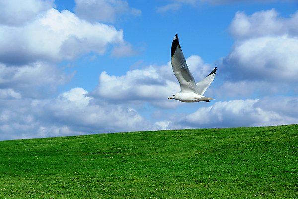 포토 JPG 해외이미지 식물 구름 밭 자연 하늘 풍경 사람없음 초록색 여름 파란색 컬러풀 농촌 시골 조경 해외202004 해외포토 자연요소 계절 컬러 농업 생태계 파일형식 이미지허브
