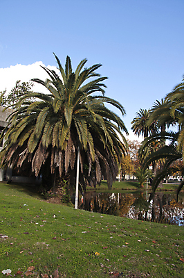 포토 JPG 해외이미지 나무 구름 공원 길 호수 섬 잎 건축양식 자연 하늘 전등 손바닥 풍경 사람없음 건물 물 반사 나뭇가지 도시 포르투갈 리스본 해외202004 해외포토 자연요소 식물 건축물 손 공공시설 건축 유럽 조명 생태계 파일형식 이미지허브