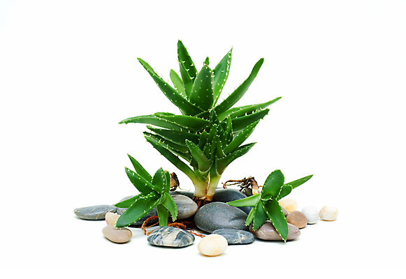 포토 JPG 해외이미지 식물 꽃 선 줄기 백그라운드 잎 신체 채소 자연 선인장 건강 사람없음 초록색 약 환경 정원 스파 흙 주스 화장품 활발 사막 성장 흰색 가시 약초 허브 피부 순수 묘사 피부관리 유기농 날카로움 뿌리 성분 고립 돌봄 알로에 억울 해외202004 해외포토 웰빙 감정 음료 컬러 컨셉 의학 모션 신체부위 뷰티 풀_식물 생태계 파일형식 이미지허브