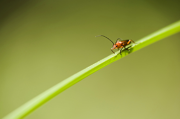 포토 JPG 해외이미지 동물 유럽 곤충 잎 오렌지 자연 사람없음 빨간색 초록색 칼날 벌레 묘사 해외202004 해외포토 식물 나라 컬러 과일 생태계 파일형식 이미지허브