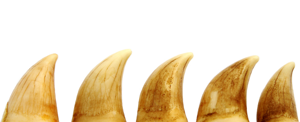 포토 JPG 해외이미지 동물 바다 백그라운드 포유류 건강 치과 사람없음 흰색 입 닫기 치아 파일럿 고래 오브젝트 날카로움 고립 따기 명패 줄서기 해외202004 해외포토 직업 컬러 모션 병원 신체부위 수중동물 소화기관 파일형식 이미지허브