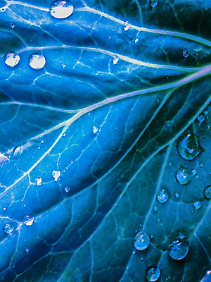 포토 JPG 해외이미지 식물 음식 백그라운드 잎 농업 다이어트 채소 자연 건강 안전 사람없음 야외 초록색 물 여름 농작물 농장 머리 정원 힘 성장 가을 물방울 신선 투명 떨어짐 이슬 큼 유기농 양배추 날것 내추럴 채소밭 묘목 밭일 채식주의자 해외202004 해외포토 자연요소 나무 웰빙 계절 산업 컬러 컨셉 밭 신체부위 크기 생태계 채식 파일형식 이미지허브