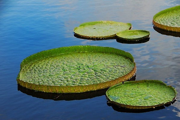 포토 JPG 해외이미지 모양 아시아 호수 잎 자연 추상 사람없음 초록색 물 정원 봄 연못 원형 큼 해외202004 해외포토 자연요소 도형 식물 계절 나라 컬러 무늬 크기 생태계 파일형식 이미지허브