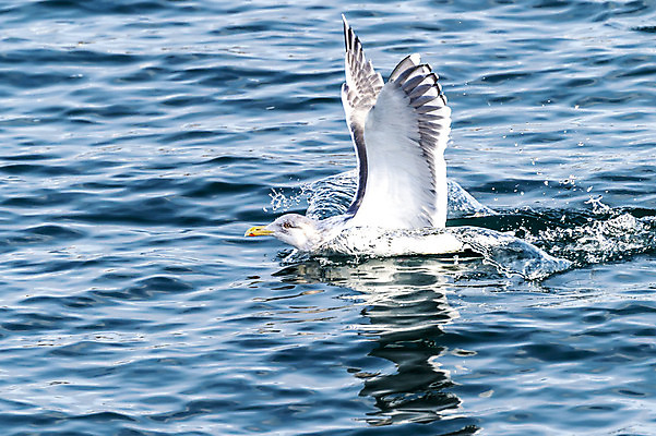 포토 JPG 해외이미지 동물 야생동물 바다 자연 갈매기 조류 하늘 사람없음 야외 일본 흰색 사파리 홋카이도 포식 해외202004 해외포토 아시아 컬러 생태계 파일형식 이미지허브