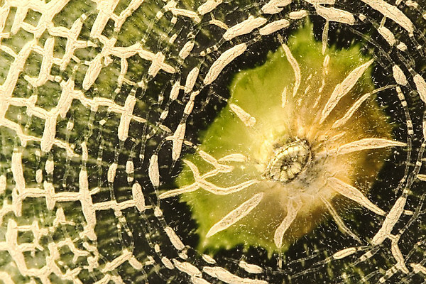 포토 JPG 해외이미지 음식 농업 다이어트 과일 자연 디저트 건강 사람없음 신선 닫기 달콤 맛 멜론 피부 고립 숙성 이국적 해외202004 해외포토 산업 컨셉 모션 신체부위 생태계 파일형식 이미지허브