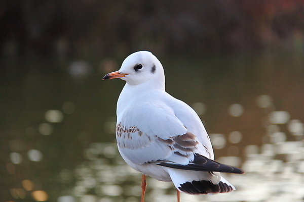 포토 JPG 해외이미지 자연 갈매기 조류 사람없음 물 머리 깃털 부리 해외202004 해외포토 자연요소 동물 신체부위 생태계 파일형식 이미지허브
