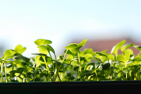포토 JPG 해외이미지 식물 화분 잎 채소 새로움 사람없음 초록색 빛 햇빛 정원 흙 봄 성장 냄비 작음 플라스틱 유기농 내추럴 모종 총각무 해외202004 해외포토 웰빙 계절 컬러 컨셉 재질 태양 솥 크기 무 파일형식 이미지허브