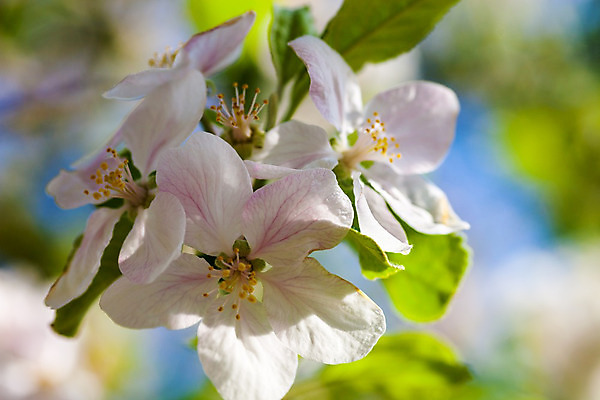 포토 JPG 해외이미지 나무 식물 계절 꽃잎 꽃 분홍색 잎 자연 사람없음 야외 햇빛 머리 정원 침묵 봄 성장 벚꽃 흰색 나뭇가지 신선 개화 사과 수분 과수원 꽃가루 부드러움 꽃수술 해외202004 해외포토 컬러 농업 과일 신체부위 태양 소리 감각 가루 생태계 파일형식 이미지허브