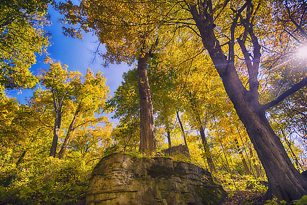 포토 JPG 해외이미지 나무 식물 계절 공원 백그라운드 낙엽 잎 캐나다 패턴 오렌지 자연 하늘 추상 따뜻함 풍경 사람없음 야외 빨간색 초록색 빛 컬러풀 햇빛 태양 갈색 노란색 일출 환경 맑음 일몰 활발 가을 나뭇가지 시골 황금 숲 각도 10월 내추럴 해외202004 해외포토 자연요소 공공시설 컬러 컨셉 북아메리카 무늬 과일 날씨 노을 날짜 생태계 파일형식 이미지허브