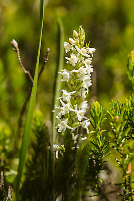 포토 JPG 해외이미지 식물 꽃 유럽 백그라운드 자연 산 사람없음 이탈리아 난초 알프스 해외202004 해외포토 나라 생태계 파일형식 이미지허브
