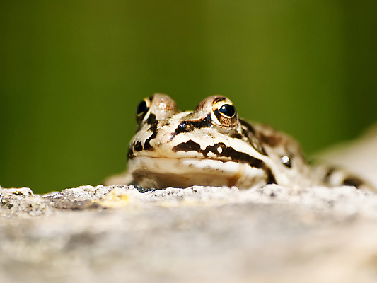 포토 JPG 해외이미지 동물 벽 자연 개구리 양서류 앉기 사람없음 야외 초록색 물 정원 흰색 연못 해외202004 해외포토 자연요소 컬러 모션 생태계 파일형식 이미지허브