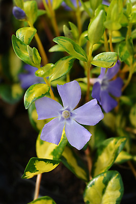 포토 JPG 해외이미지 식물 꽃 잎 자연 사람없음 야외 초록색 파란색 노란색 정원 닫기 제비꽃 상록수 영원 해외202004 해외포토 컬러 모션 생태계 파일형식 이미지허브