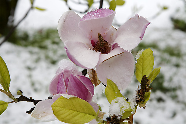 포토 JPG 해외이미지 나무 식물 계절 꽃잎 꽃 백그라운드 잎 꽃무늬 자연 하늘 풍경 사람없음 여름 햇빛 얼음 봄 벚꽃 나뭇가지 개화 체리 닫기 떨어짐 사과 천국 내추럴 해외202004 해외포토 자연요소 컨셉 무늬 과일 모션 태양 생태계 파일형식 이미지허브