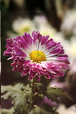 포토 JPG 해외이미지 국화 사람없음 침묵 해외202004 해외포토 꽃 소리 파일형식 이미지허브