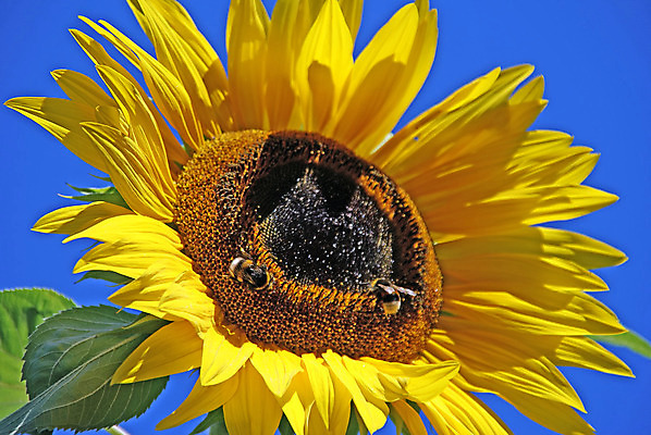 포토 JPG 해외이미지 식물 꽃 곤충 2 농업 자연 하늘 해바라기 씨앗 사람없음 파란색 태양 갈색 노란색 정원 농사 맑음 놀이방 벚꽃 개화 벌레 큼 꿀 밭일 생태학 호박벌 해외202004 해외포토 자연요소 동물 교육 산업 컬러 날씨 벌_곤충 크기 생태계 파일형식 이미지허브