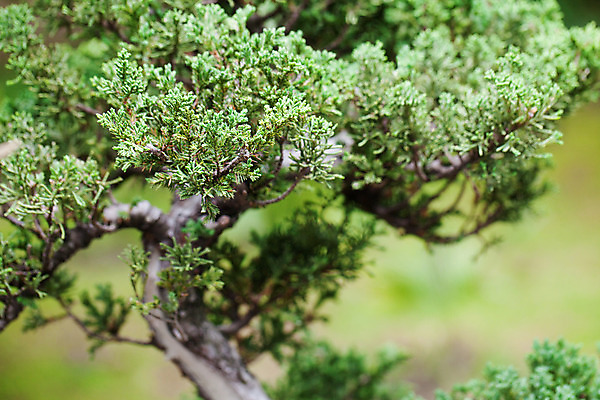 포토 JPG 해외이미지 모양 나무 식물 전통 디자인 아시아 화초 백그라운드 잎 자연 미술 동양인 취미 사람없음 장식 초록색 정원 일본 중국 흙 미니어처 성장 나뭇가지 소나무 도자기 냄비 작음 묘사 원예 뿌리 상록수 분재 난쟁이 심기 옛날 향나무 세련 해외202004 해외포토 나라 컬러 모션 문화예술 인종 모형 솥 크기 생태계 파일형식 이미지허브