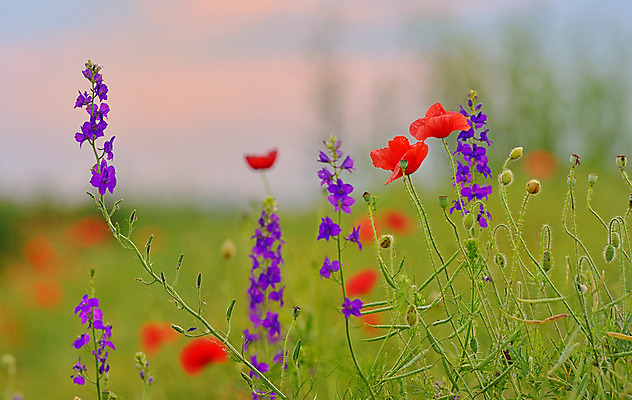 포토 JPG 해외이미지 계절 꽃 줄기 잎 밭 농업 자연 풍경 사람없음 야외 빨간색 초록색 여름 파란색 빛 햇빛 태양 머리 일출 일몰 봄 활발 성장 시골 뜨거움 선택 6월 장면 양귀비 내추럴 전경 해외202004 해외포토 자연요소 식물 산업 컬러 컨셉 신체부위 노을 날짜 생태계 파일형식 탑뷰 이미지허브