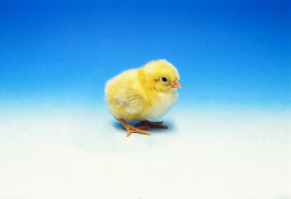 포토 JPG 해외이미지 동물 새끼 자연 조류 부활절 사람없음 노란색 치킨 가축 봄 작음 깃털 부리 부드러움 솜털 해외202004 해외포토 계절 기념일 컬러 감각 크기 생태계 닭고기요리 파일형식 이미지허브