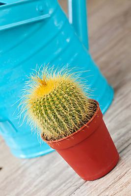 포토 JPG 해외이미지 식물 꽃 백그라운드 자연 선인장 사람없음 목재 장식 가시 냄비 스파이크 심기 해외202004 해외포토 나무 재료 모션 솥 생태계 파일형식 이미지허브