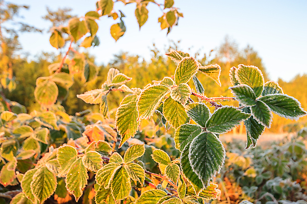포토 JPG 해외이미지 식물 계절 공원 꽃 백그라운드 잎 밭 농업 자연 날씨 풍경 잔디 사람없음 야외 초록색 여름 빛 햇빛 태양 농장 노란색 환경 정원 맑음 일몰 봄 성장 흰색 시골 신선 낟알 땅 허브 내추럴 땅바닥 생태학 해외202004 해외포토 자연요소 공공시설 교육 산업 컬러 바닥 노을 생태계 파일형식 이미지허브