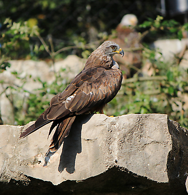 포토 JPG 해외이미지 동물 척추동물 응시 야생동물 날개 자연 조류 생물 종류 서기 사람없음 갈색 노란색 검은색 일몰 바위 자르기 깃털 부리 날카로움 독수리 육식동물 사냥꾼 멸종 노려봄 공격적 웅장함 포식 해외202004 해외포토 직업 시선 컬러 컨셉 모션 표정 노을 돌_바위 생태계 파일형식 이미지허브