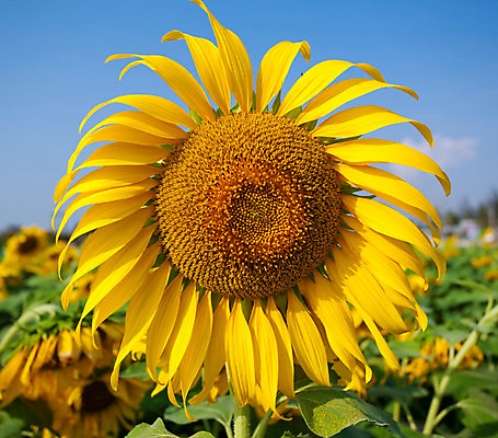 포토 JPG 해외이미지 식물 꽃 행복 백그라운드 잎 꽃무늬 밭 농업 오렌지 자연 하늘 휴가 해바라기 산 씨앗 풍경 사람없음 야외 초록색 여름 파란색 빛 농작물 컬러풀 태양 노란색 정원 맑음 흰색 시골 질감 내추럴 고립 밭일 해외202004 해외포토 자연요소 계절 감정 산업 컬러 무늬 과일 날씨 생태계 파일형식 이미지허브