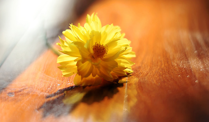 포토 JPG 해외이미지 식물 공원 꽃잎 꽃 꽃다발 백그라운드 잎 꽃무늬 밭 농업 자연 하늘 사람없음 야외 여름 컬러풀 햇빛 태양 정원 성장 벚꽃 나뭇가지 농촌 신선 화려 개화 고급 우아함 자연백그라운드 심기 해외202004 해외포토 자연요소 나무 계절 공공시설 산업 컬러 컨셉 무늬 모션 시골 생태계 파일형식 이미지허브