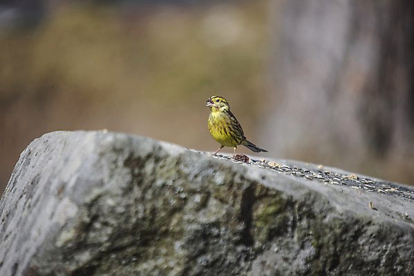 포토 JPG 해외이미지 동물 1 응시 유럽 야생동물 날개 자연 조류 노르웨이 사람없음 야외 목재 노란색 환경 망치 숲 4월 깃털 부리 내추럴 동물상 스칸디나비아 해외202004 해외포토 나무 시선 나라 컬러 재료 조형물 공구 날짜 생태계 파일형식 이미지허브