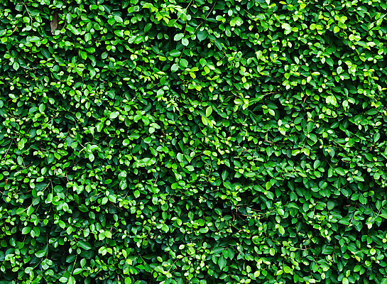 포토 JPG 해외이미지 식물 외관 공원 벽 백그라운드 잎 꽃무늬 패턴 자연 유리 벽지 표면 주택 사람없음 장식 초록색 여름 울타리 환경 정원 봄 성장 덮개 나뭇가지 시골 파편 허브 질감 아이비 내추럴 생태학 해외202004 해외포토 나무 계절 공공시설 교육 꽃 컬러 무늬 재질 건물 담장 뚜껑 생태계 파일형식 이미지허브