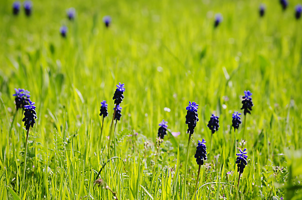 포토 JPG 해외이미지 식물 꽃 꽃무늬 자연 사람없음 초록색 여름 정원 봄 벚꽃 개화 해외202004 해외포토 계절 컬러 무늬 생태계 파일형식 이미지허브