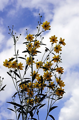 포토 JPG 해외이미지 식물 구름 꽃 잎 하늘 사람없음 컬러풀 노란색 새싹 개화 관목 강렬 영원 해외202004 해외포토 자연요소 나무 컬러 파일형식 이미지허브