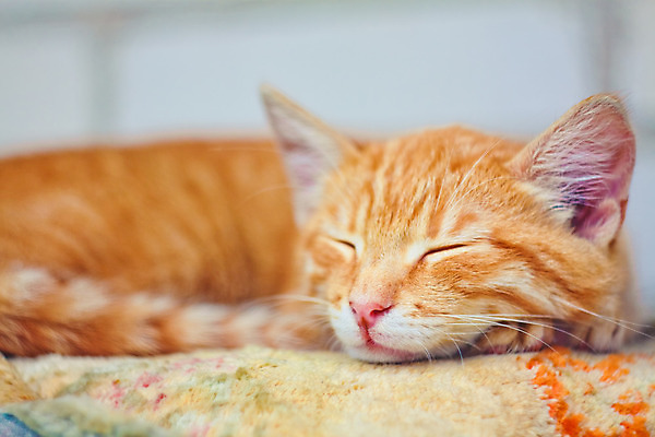 포토 JPG 해외이미지 동물 1 응시 얼굴 잎 오렌지 수염 털 앉기 잔디 사람없음 야외 빨간색 반려동물 컬러풀 고양이 잠 닫기 달콤 작음 호기심 해외202004 해외포토 식물 시선 감정 컬러 컨셉 과일 포유류 모션 신체부위 맛 크기 파일형식 이미지허브