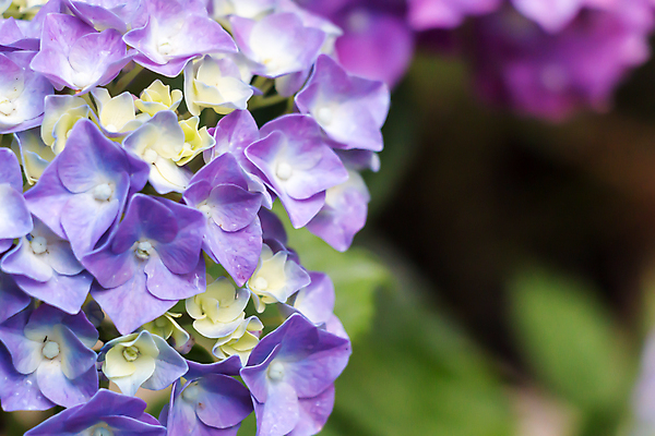 포토 JPG 해외이미지 식물 디자인 계절 공원 꽃잎 꽃 분홍색 백그라운드 잎 꽃무늬 패턴 일러스트 자연 벽지 추상 휴가 사람없음 야외 그래픽 장식 초록색 파란색 컬러풀 정원 보라색 봄 벚꽃 신용카드 개화 우아함 제비꽃 질감 라일락 내추럴 해외202004 해외포토 공공시설 컬러 컨셉 무늬 금융 생태계 파일형식 이미지허브