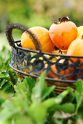 포토 JPG 해외이미지 나무 계절 음식 농업 다이어트 과일 자연 디저트 건강 감 풍경 사람없음 야외 빨간색 컬러풀 바구니 정원 수확 가을 신선 원형 시장 달콤 먹기 유기농 날것 내추럴 숙성 이국적 채식주의자 많음 해외202004 해외포토 도형 식물 웰빙 산업 컬러 컨셉 모션 맛 생태계 채식 파일형식 이미지허브