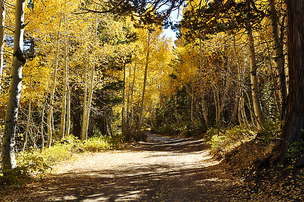 포토 JPG 해외이미지 나무 식물 계절 도로 길 여행 백그라운드 잎 오렌지 자국 자연 풍경 사람없음 야외 목재 빨간색 초록색 컬러풀 걷기 환경 침묵 가을 나뭇가지 시골 숲 땅 캘리포니아 먼지 장면 10월 내추럴 삼림지대 해외202004 해외포토 컬러 과일 재료 교통시설 모션 미국 소리 날짜 생태계 파일형식 이미지허브
