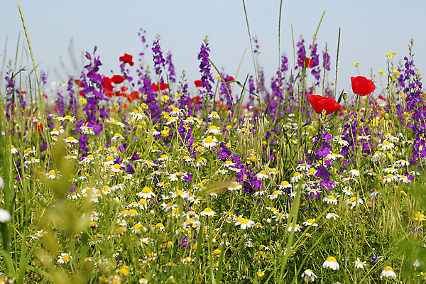포토 JPG 해외이미지 식물 계절 꽃잎 꽃 꽃무늬 밭 자연 사람없음 야외 빨간색 초록색 여름 노란색 보라색 봄 벚꽃 흰색 허브 데이지 양귀비 캐모마일 해외202004 해외포토 컬러 무늬 농업 생태계 파일형식 이미지허브