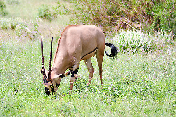 포토 JPG 해외이미지 동물 야생동물 백그라운드 포유류 아프리카 조류 뿔 사람없음 머리 사막 흰색 위험 사파리 싸움 영양 먼지 얼룩말 지휘 고립 해외202004 해외포토 나라 컬러 컨셉 모션 신체부위 말_동물 파일형식 이미지허브