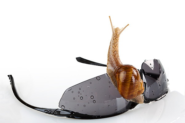 포토 JPG 해외이미지 계절 길 조개 연체동물 나선형 사람없음 물 선글라스 정원 검은색 껍질 흰색 물방울 소라 떨어짐 자르기 묘사 느림 리빙 고립 민달팽이 진짜 해외202004 해외포토 자연요소 안경 컬러 컨셉 무늬 모션 어패류 무척추동물 파일형식 달팽이_동물 이미지허브