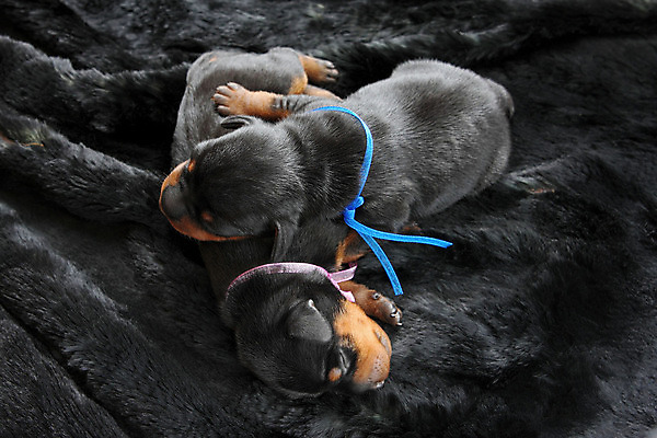 포토 JPG 해외이미지 동물 응시 여자 남자 포유류 자연 친절 실내 사람없음 빨간색 초록색 반려동물 갈색 봄 활발 미니어처 관찰 개 강아지 작음 만족 노려봄 송곳니 기르기 미니 유래 해외202004 해외포토 시선 계절 감정 컬러 컨셉 모션 표정 사람 내부 모형 치아 크기 생태계 돌봄 파일형식 이미지허브