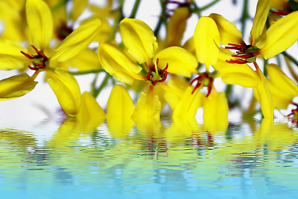 포토 JPG 해외이미지 식물 꽃잎 꽃 꽃다발 백그라운드 꽃무늬 패턴 자연 사람없음 장식 가로 여름 빛 컬러풀 태양 노란색 정원 맑음 봄 활발 벚꽃 축하 원형 개화 그룹 유기농 원예 내추럴 해외202004 해외포토 자연요소 도형 웰빙 계절 컬러 컨셉 무늬 날씨 취미 생태계 파일형식 이미지허브