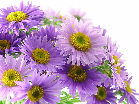 포토 JPG 해외이미지 식물 커플 꽃잎 꽃 분홍색 꽃무늬 자연 사랑 사람없음 정원 보라색 벚꽃 하트 신선 개화 닫기 원예 데이지 날카로움 내추럴 고립 해외202004 해외포토 모양 감정 컬러 무늬 관계 모션 취미 생태계 파일형식 이미지허브