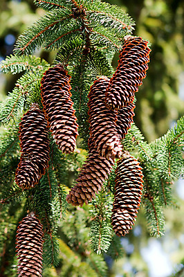 포토 JPG 해외이미지 나무 식물 전통 계절 잎 크리스마스 겨울 자연 사람없음 장식 초록색 나뭇가지 축하 소나무 숲 12월 연도 솔방울 상록수 침엽수 전나무 원뿔 가문비나무 해외202004 해외포토 도형 기념일 컬러 컨셉 날짜 생태계 파일형식 이미지허브