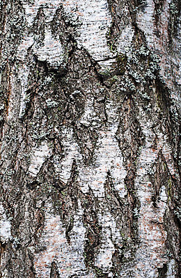 포토 JPG 해외이미지 나무 식물 디자인 백그라운드 패턴 자연 표면 추상 사람없음 야외 목재 검은색 회색 흰색 점 거친 숲 묘사 유기농 질감 통나무 나무껍질 자작나무 잡동사니 내추럴 그런지 수목 옛날 해외202004 해외포토 웰빙 컬러 무늬 재료 껍질 생태계 파일형식 이미지허브