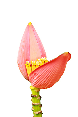 포토 JPG 해외이미지 나무 식물 꽃잎 꽃 아시아 문화 음식 줄기 분홍색 백그라운드 잎 농업 다이어트 과일 자연 바나나 건강 사람없음 빨간색 초록색 여름 농장 노란색 환경 수확 성장 벚꽃 하트 시골 신선 그룹 다발 묘사 싱글 유기농 내추럴 밭일 이국적 해외202004 해외포토 모양 웰빙 계절 나라 산업 컬러 생태계 파일형식 이미지허브